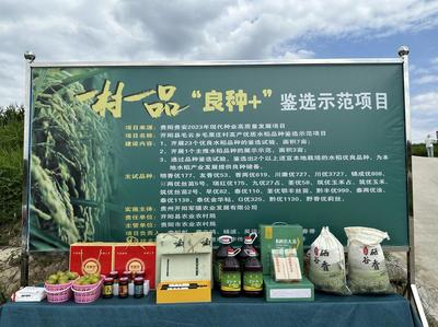 毛云鄉發展“三個農業”點燃產業希望，初級農產品煥發新活力