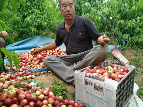 蒜價跌入谷底，油桃滯銷田間 初級農產品周期性陣痛與菜農的出路探索